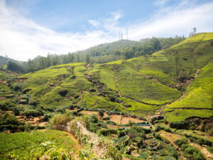 Srí Lanka a její čajové království