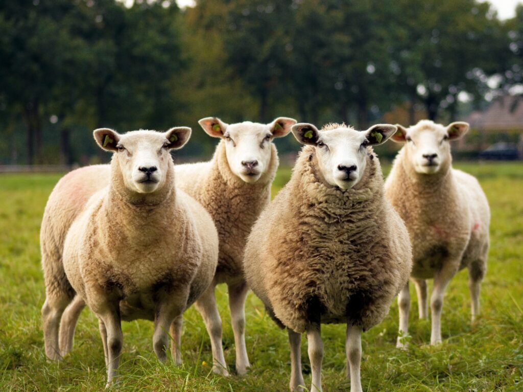 four lambs on ground