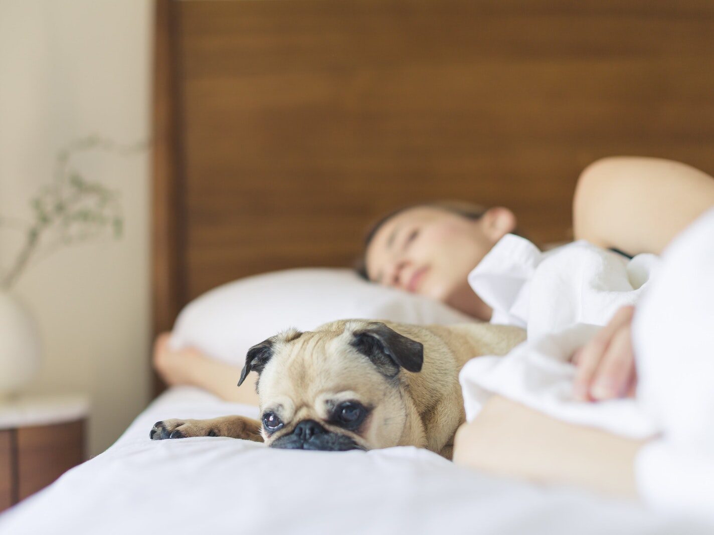 Pug Sleeping Beside Woman on Bed