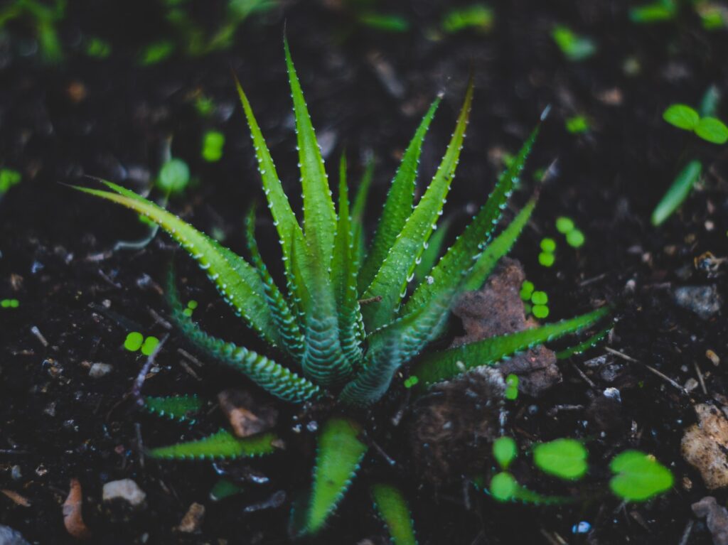 green Aloe Vera plant