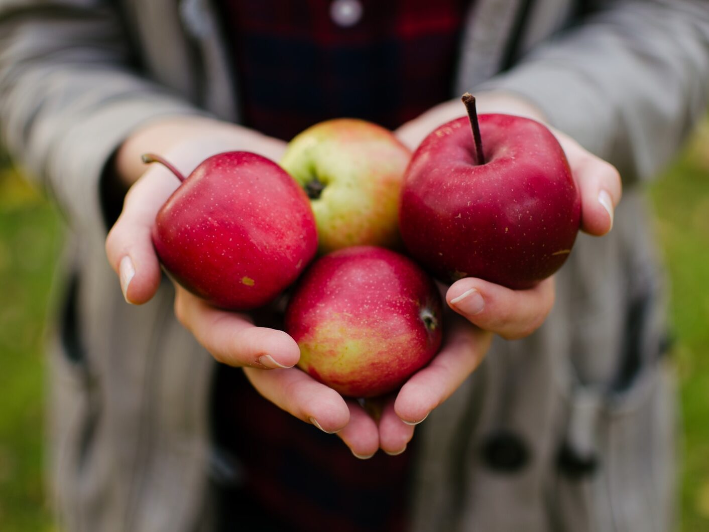 person holding four red apples