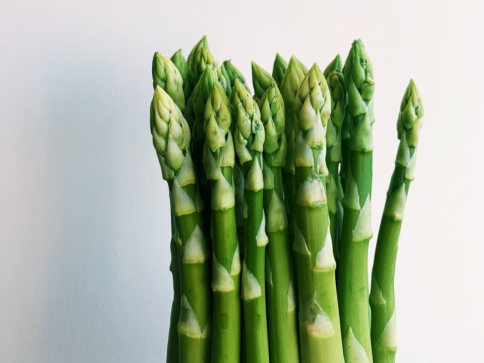 green plant on white background