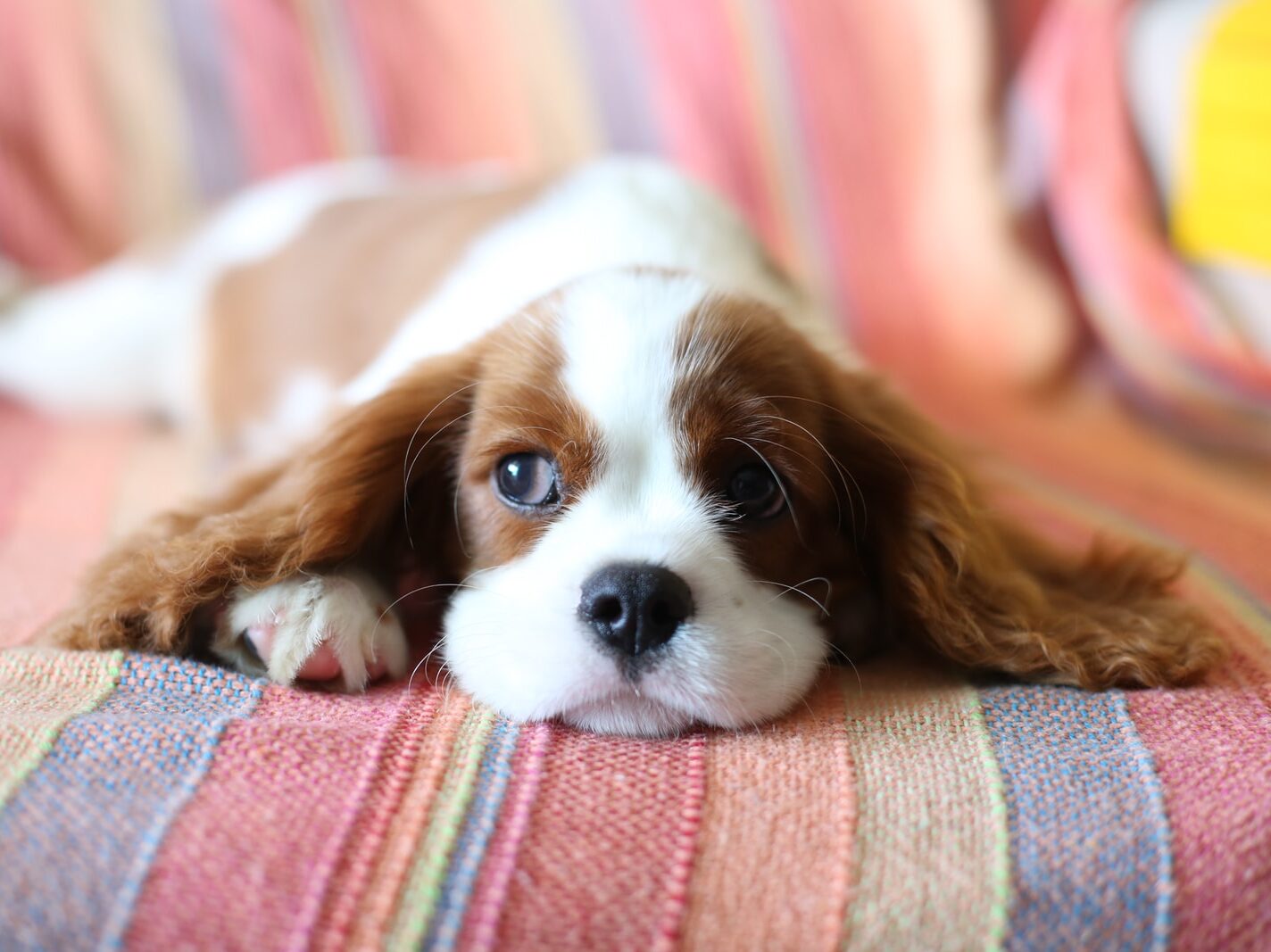 brown and white long haired small dog lying on red and white textile