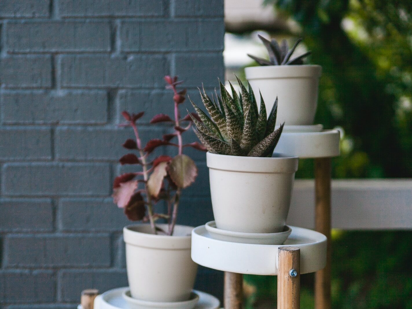 green succulent in white pot