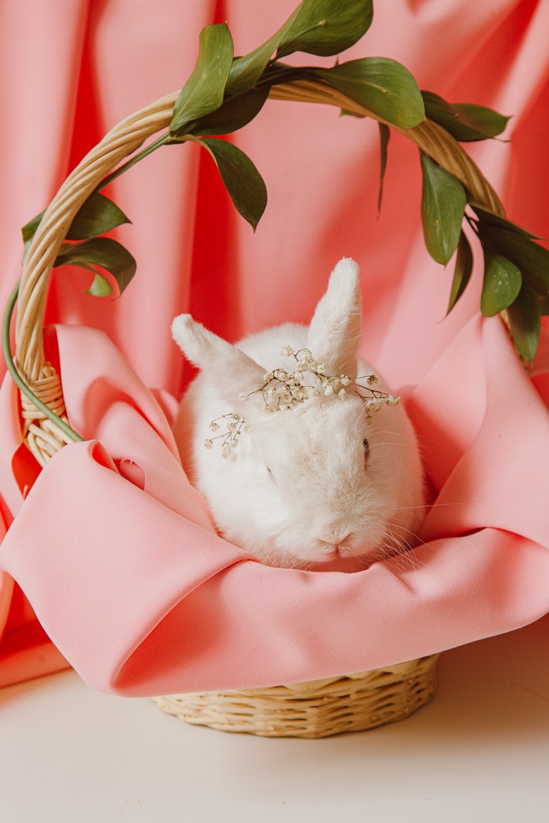 White Rabbit In A Basket With Pink Textile Background