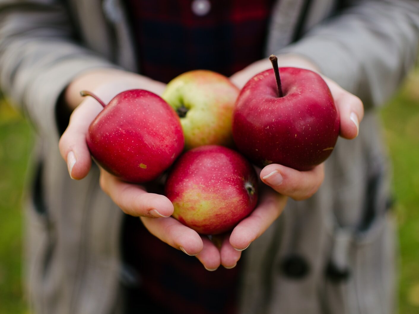 person holding four red apples