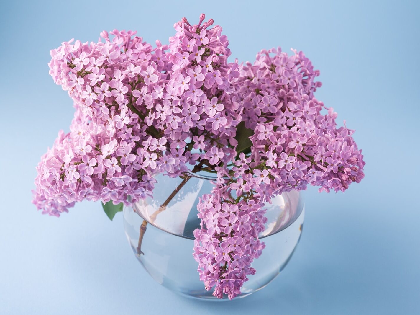 pink flower in clear bowl