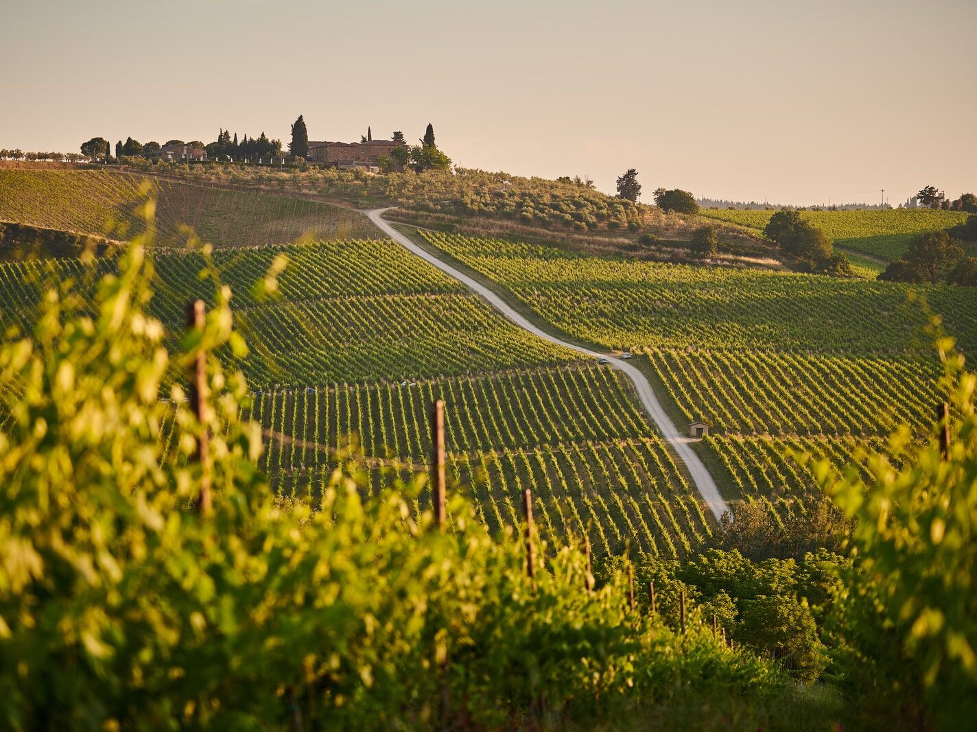 green grass field during daytime
