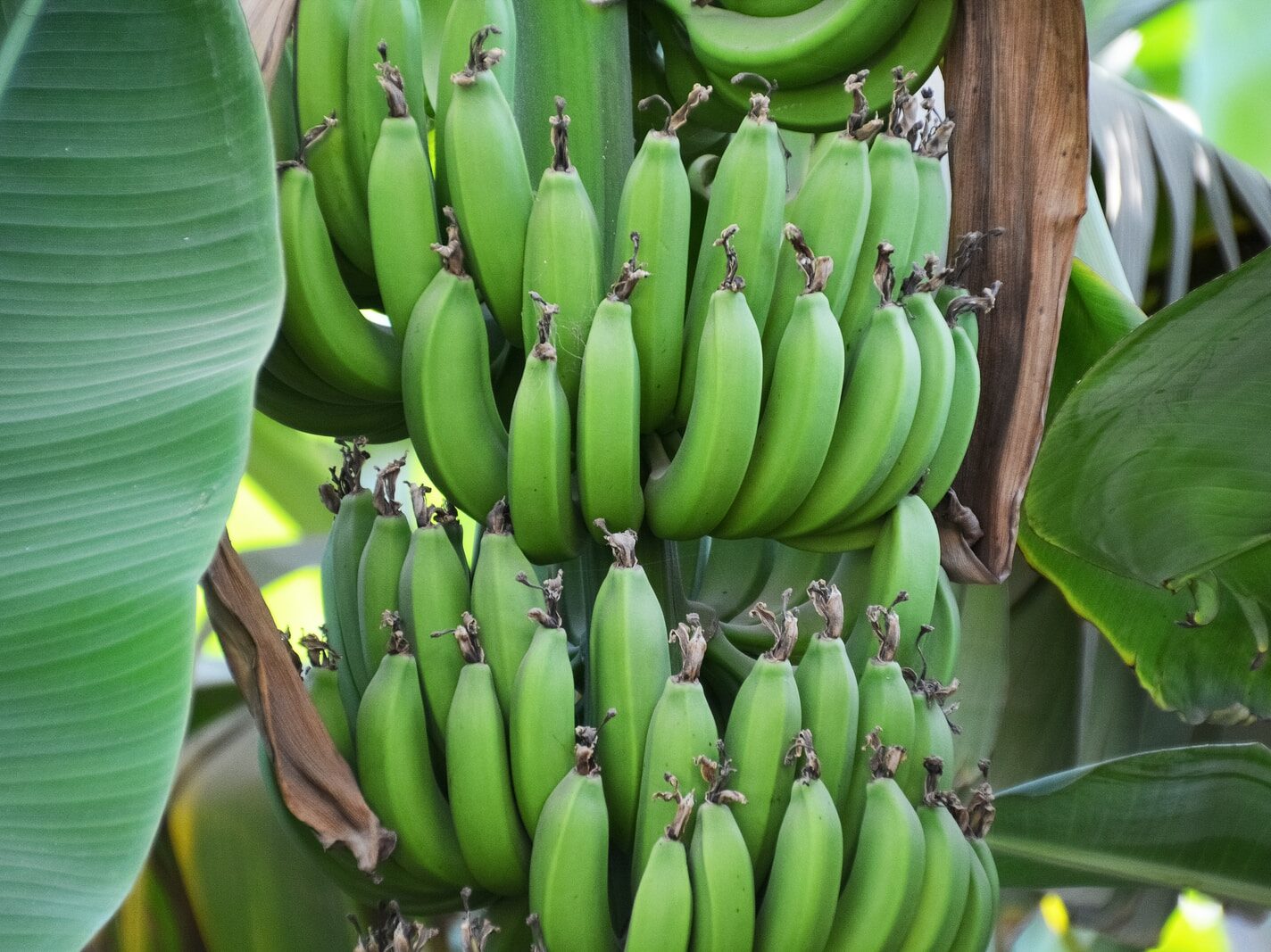 green banana fruit on brown wooden table