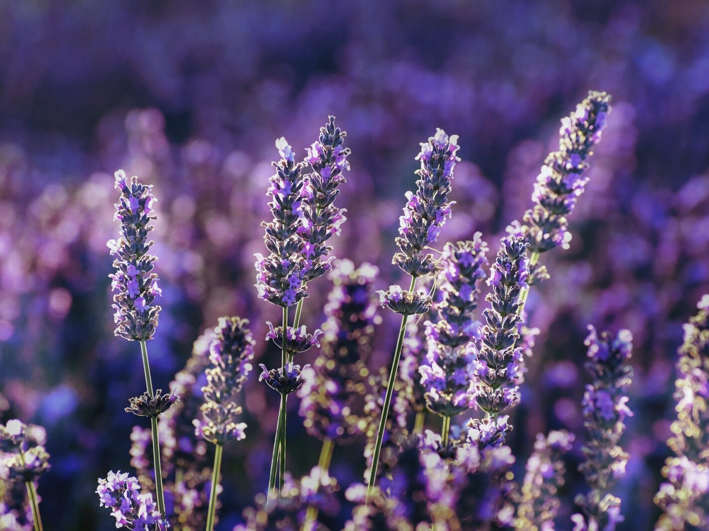purple flower in tilt shift lens