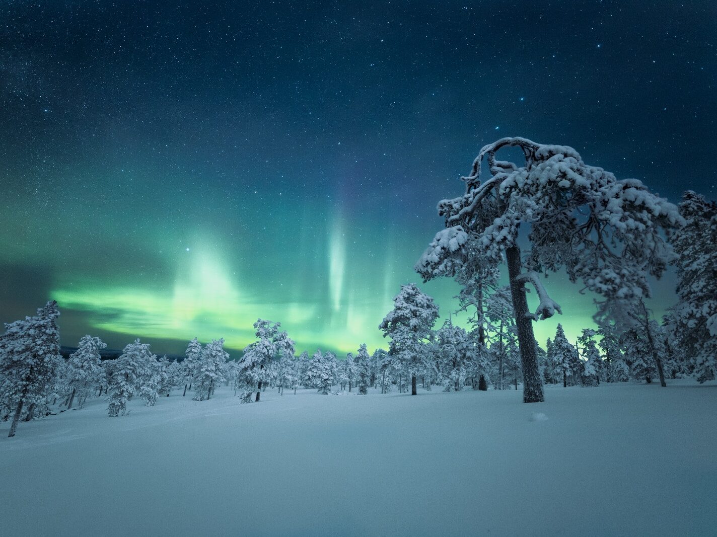 snow covered ground under starry night