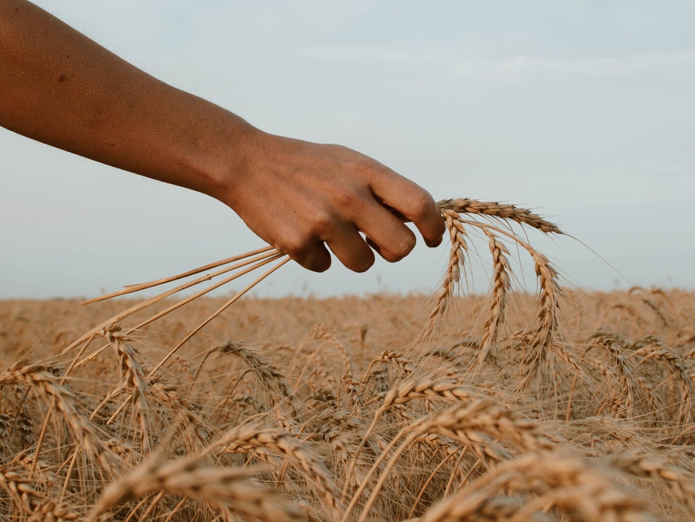 person holding stack of wheat