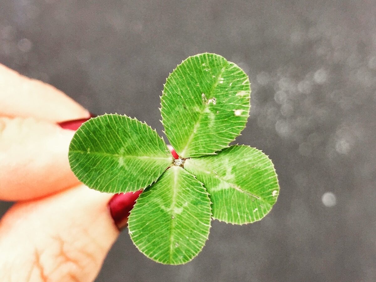 close-up photography of person holding green leaf plant