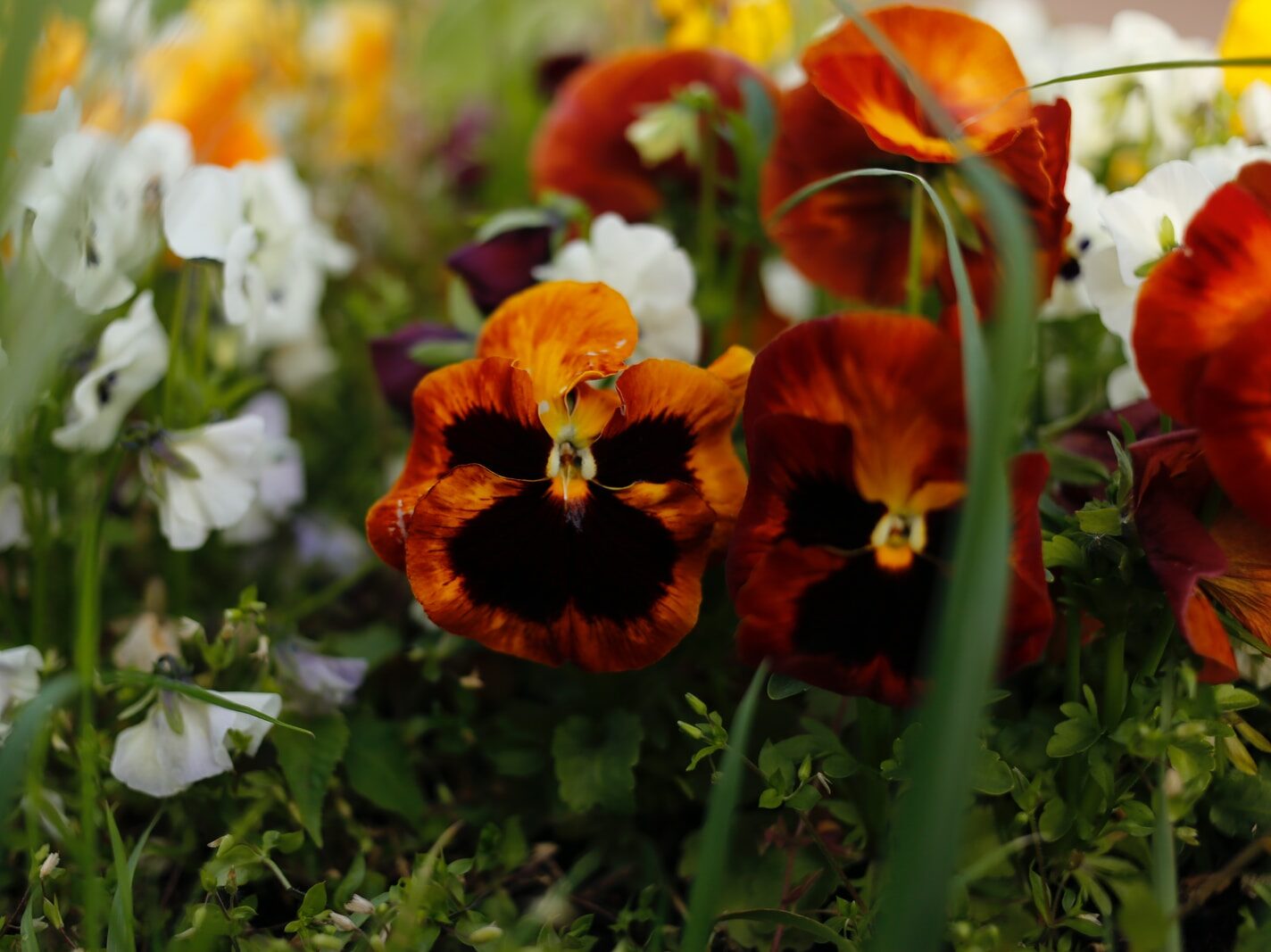 orange flower in tilt shift lens