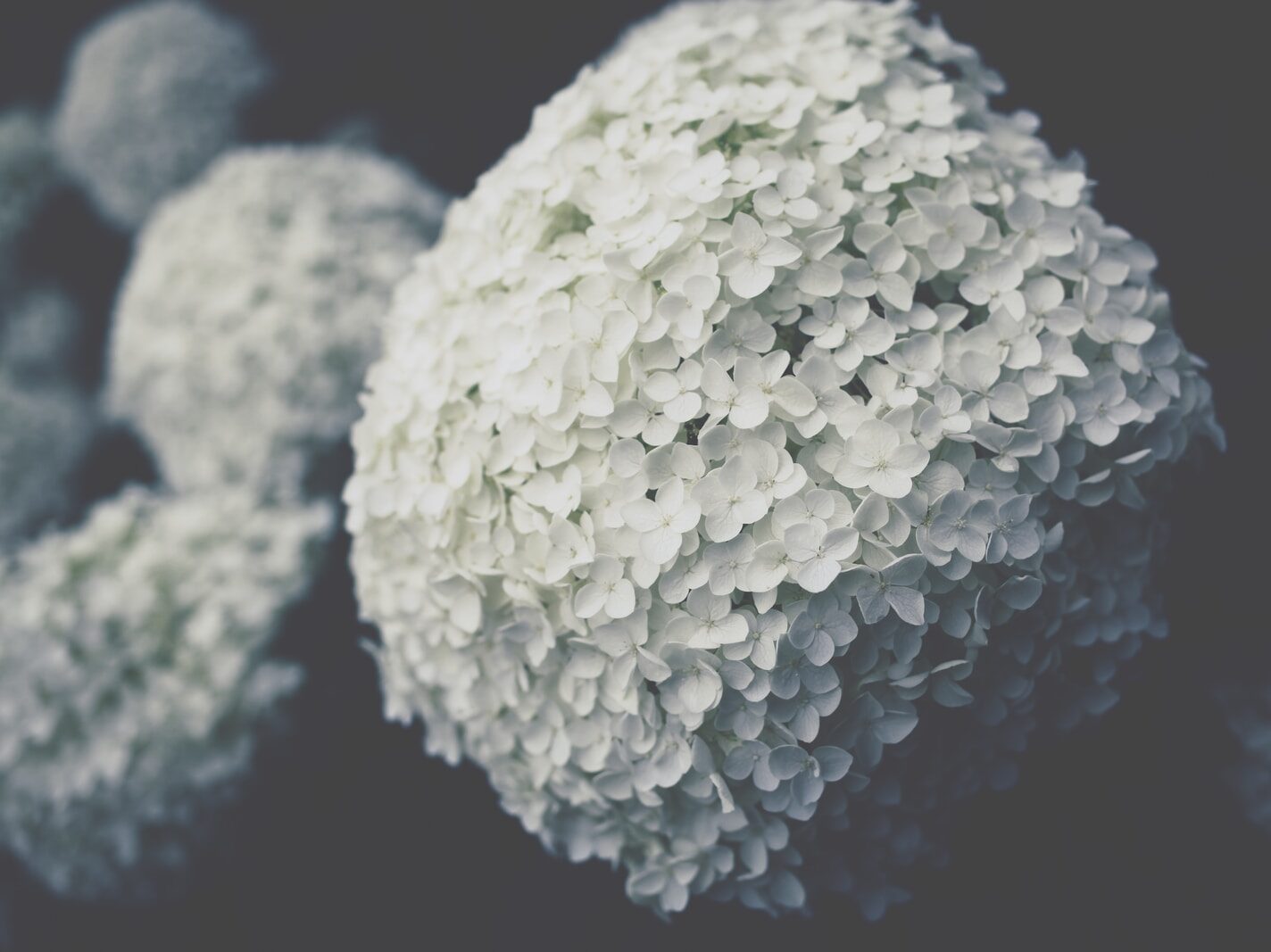 selective focus photo of white hydrangeas flower