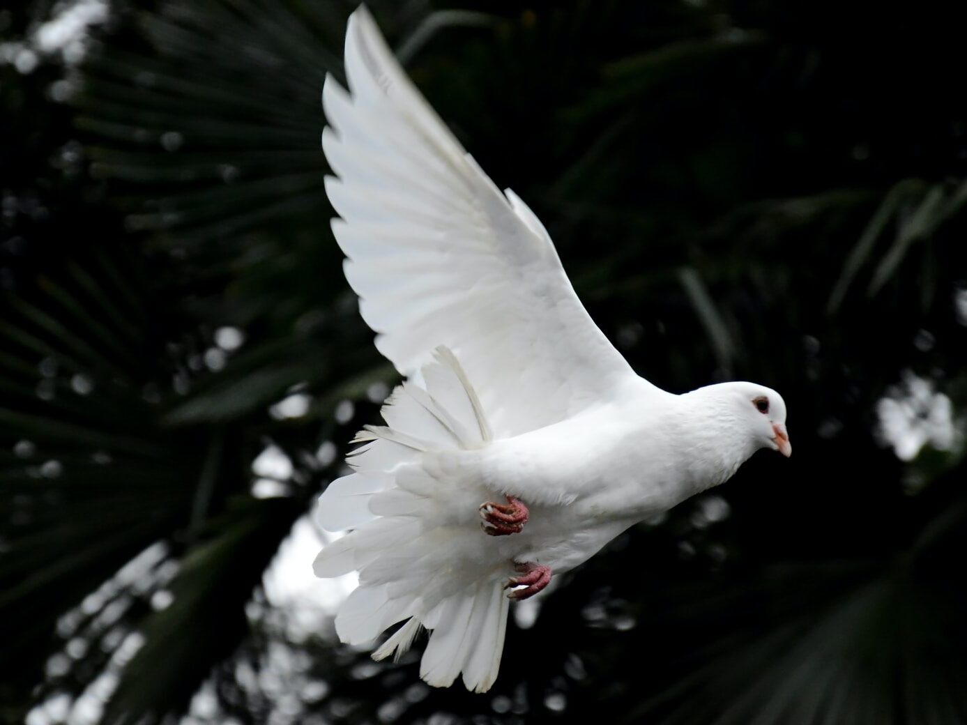 two white doves flying