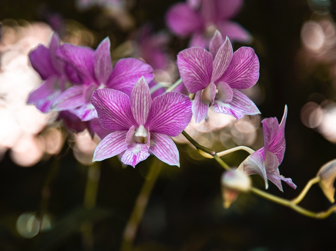 purple flower in tilt shift lens