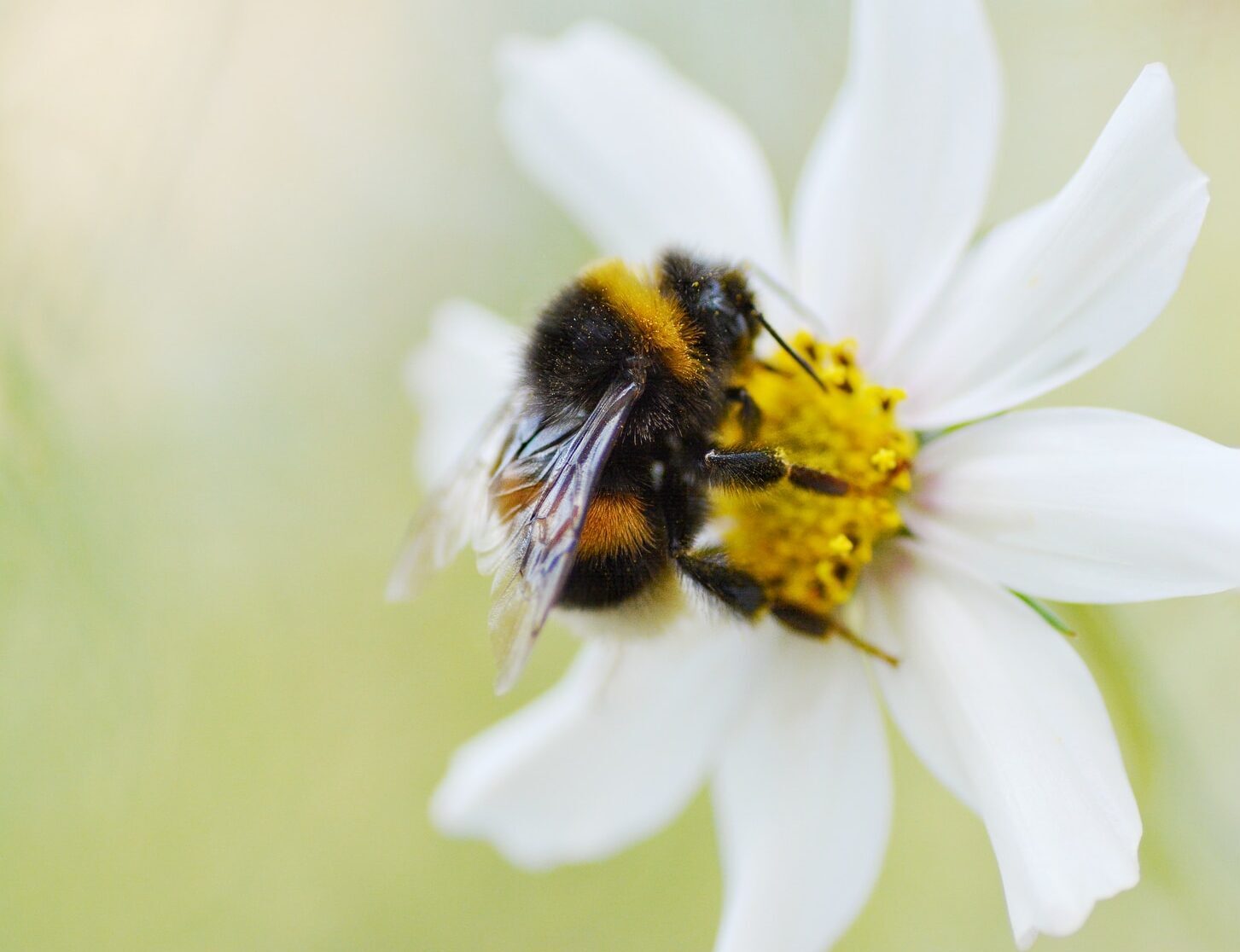 bee perching on white flower