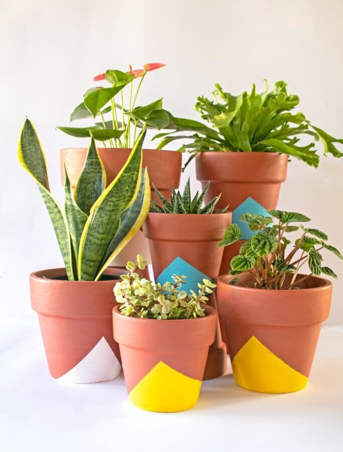 green and orange potted plants