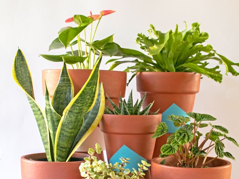 green and orange potted plants