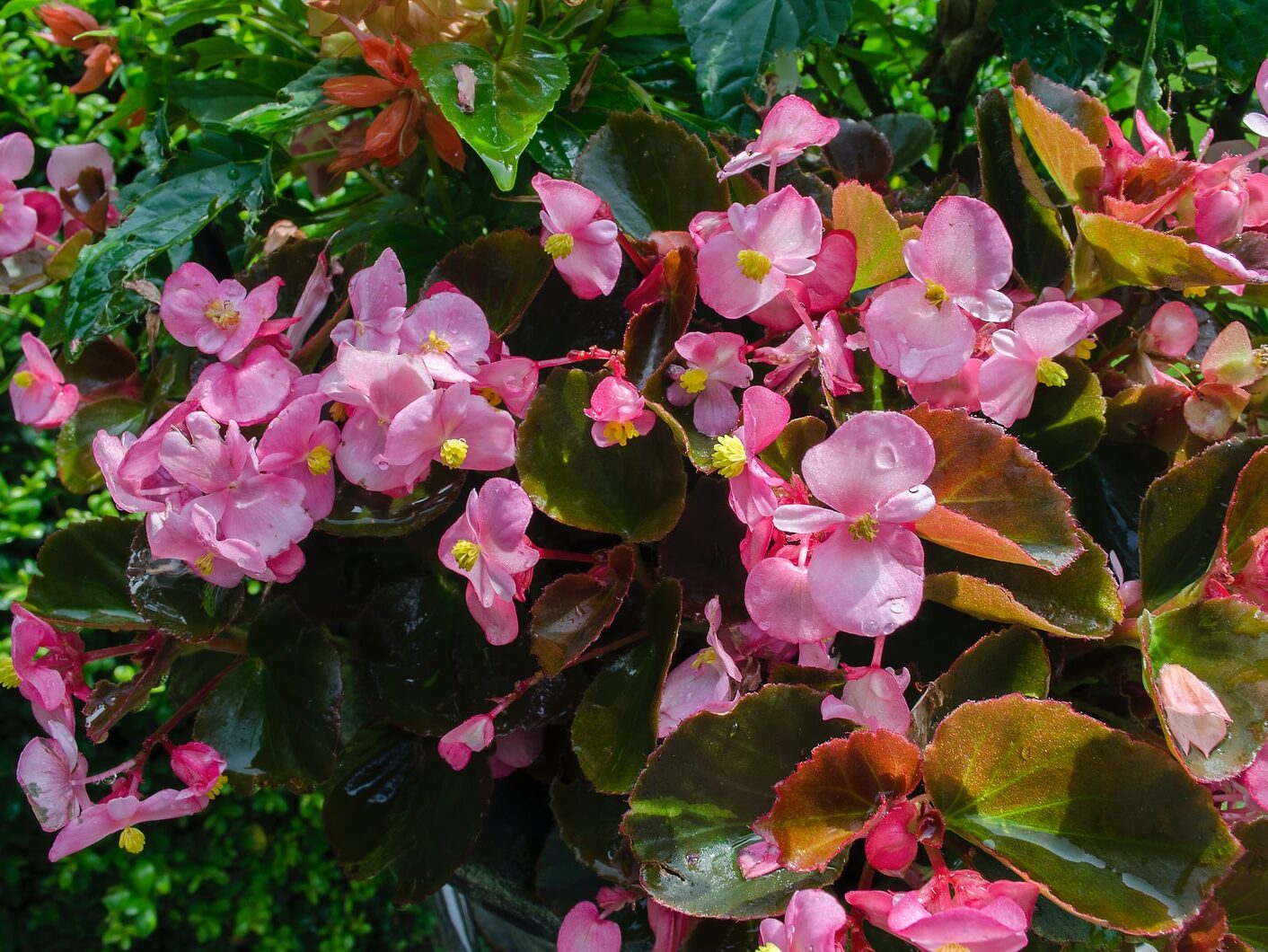 pink flowers with green leaves