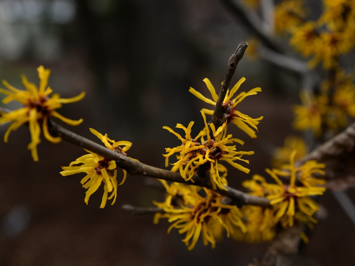 yellow and brown leaves in tilt shift lens