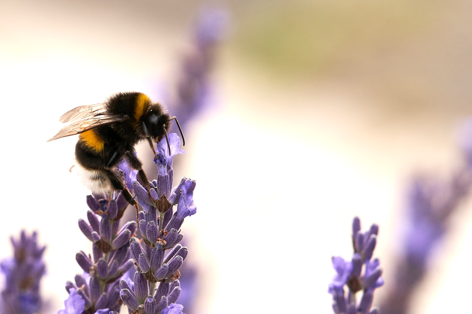 black and yellow bee on purple flower