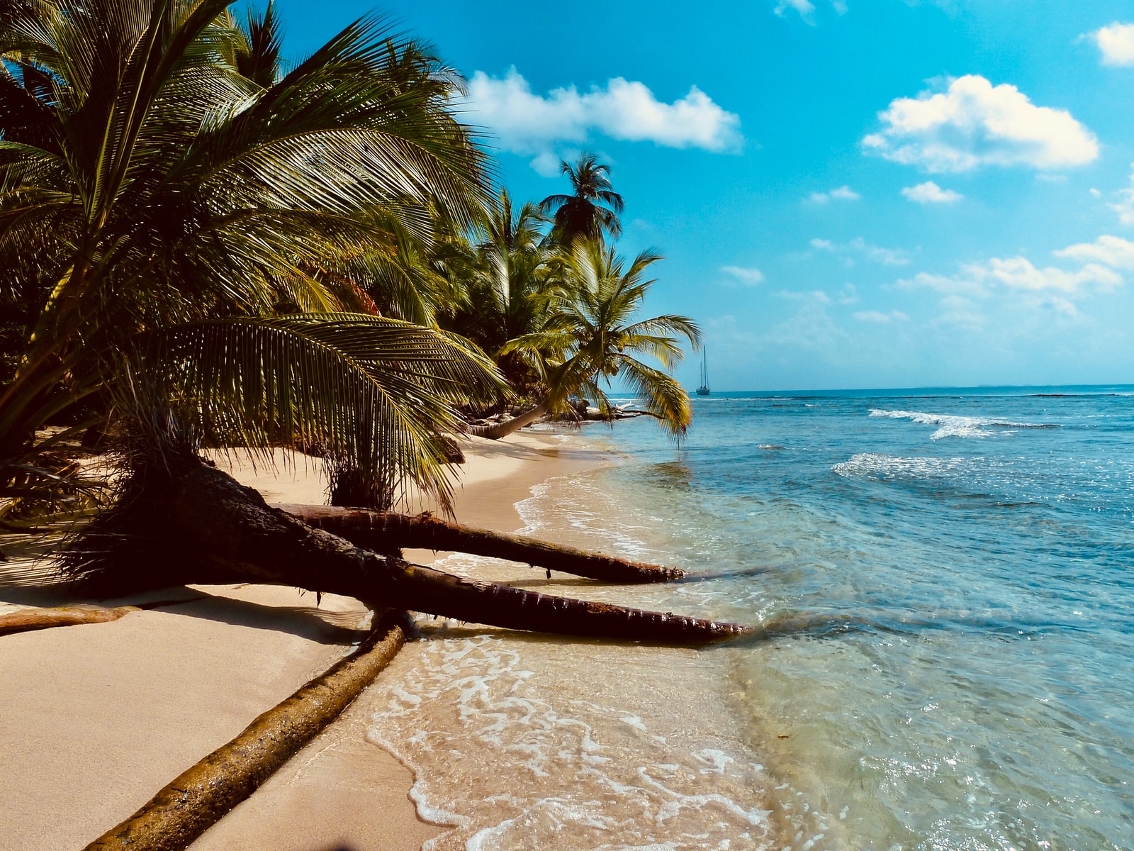palm tree on beach shore during daytime