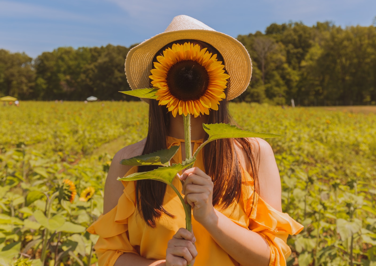 - ČasProŽeny.cz woman holding covering her face with sunflower at the field near trees during day