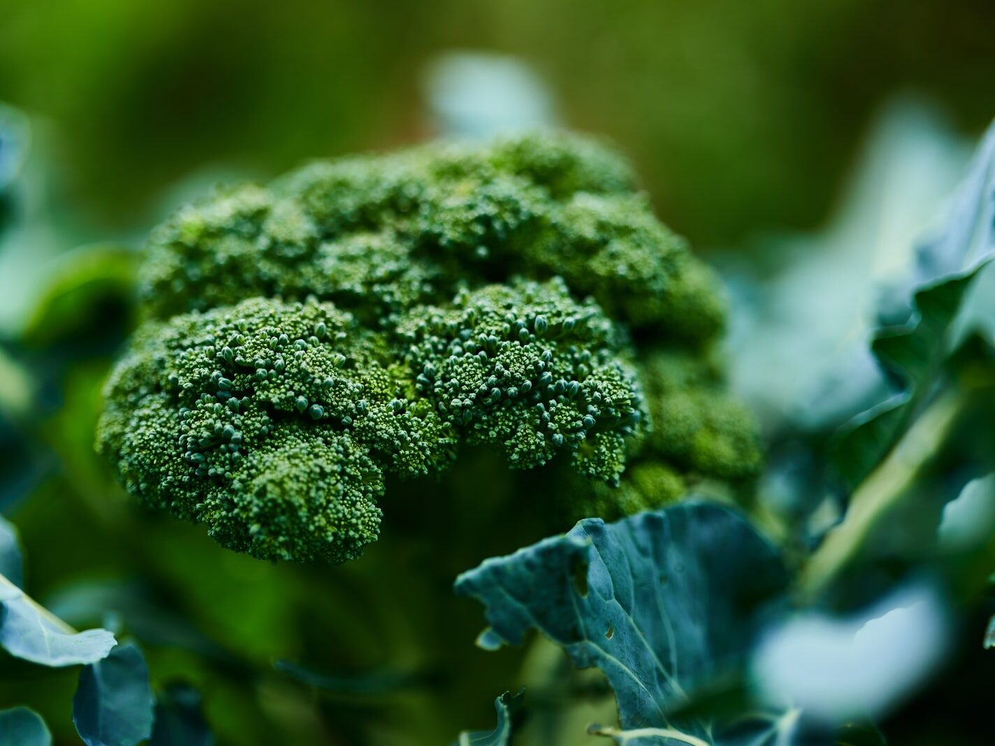 green leaf plant in close up photography