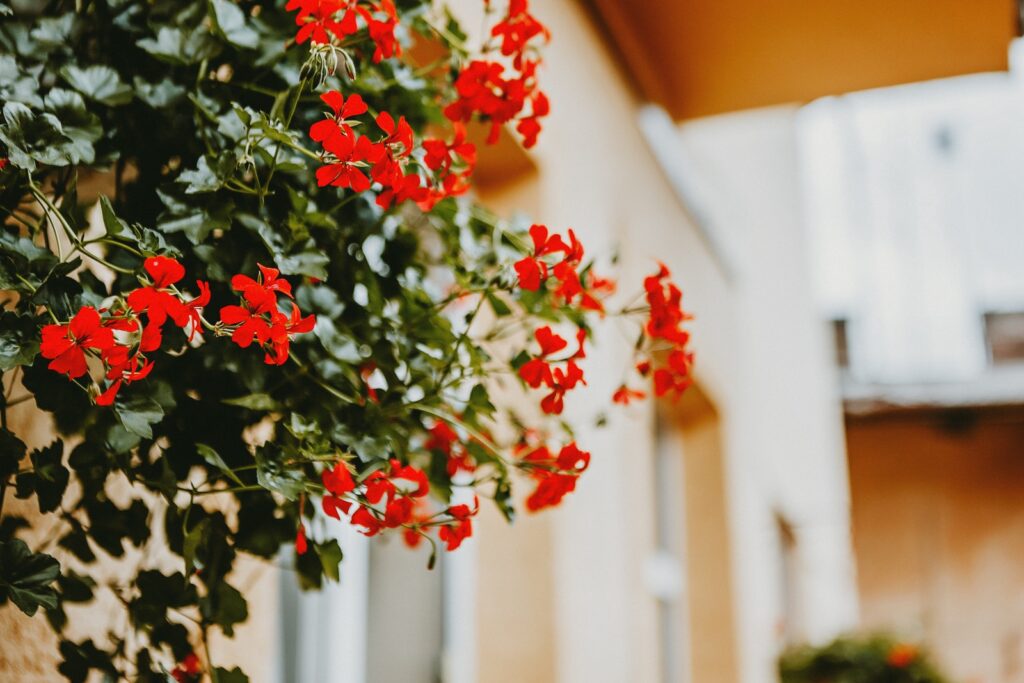 Julia Filirovska - ČasProŽeny.cz Low angle of bright red blooming flowers with green leaves of pelargonia growing on balcony of residential house