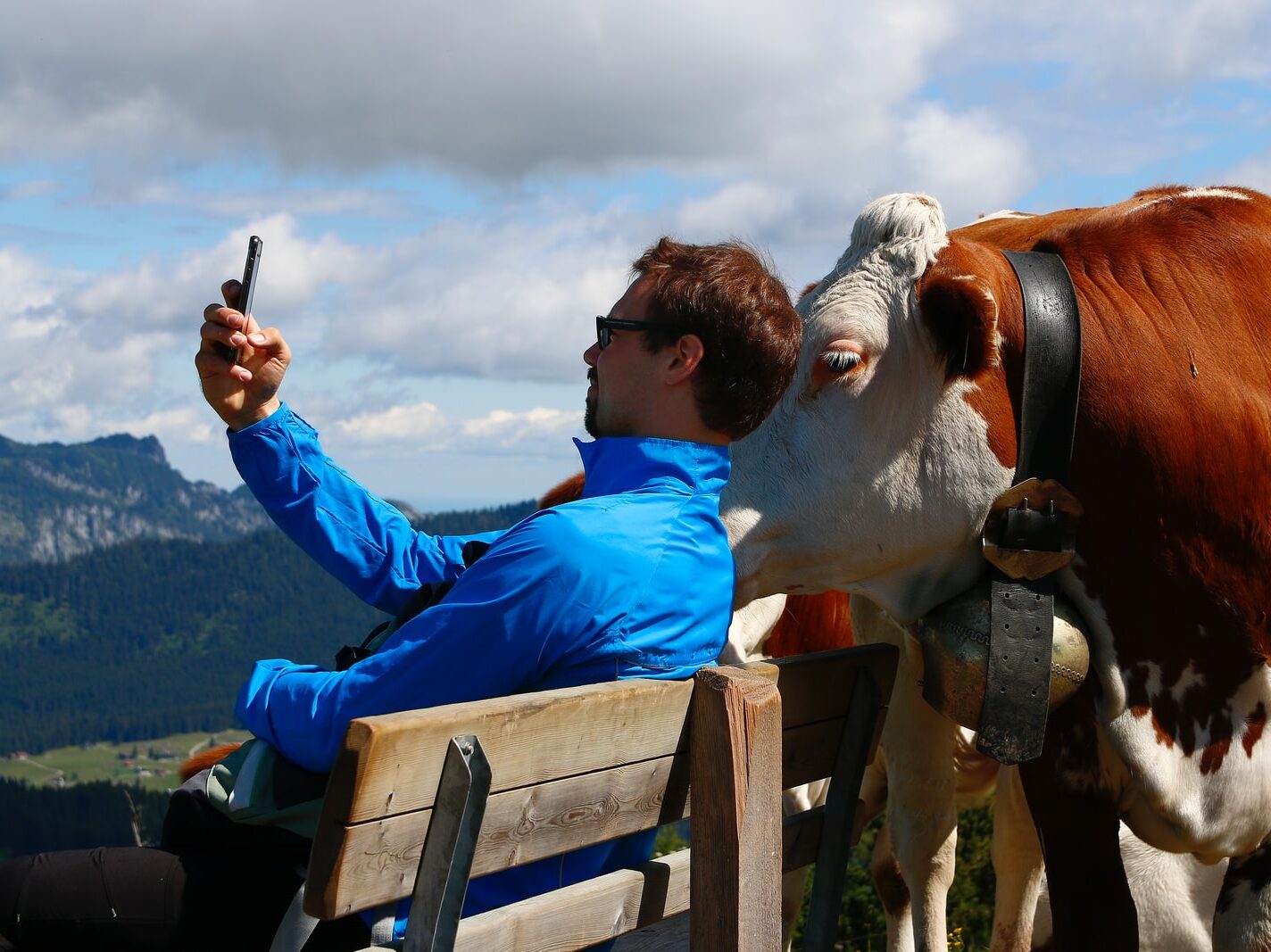 boy in blue jacket sitting on brown wooden bench with white and brown cow on his