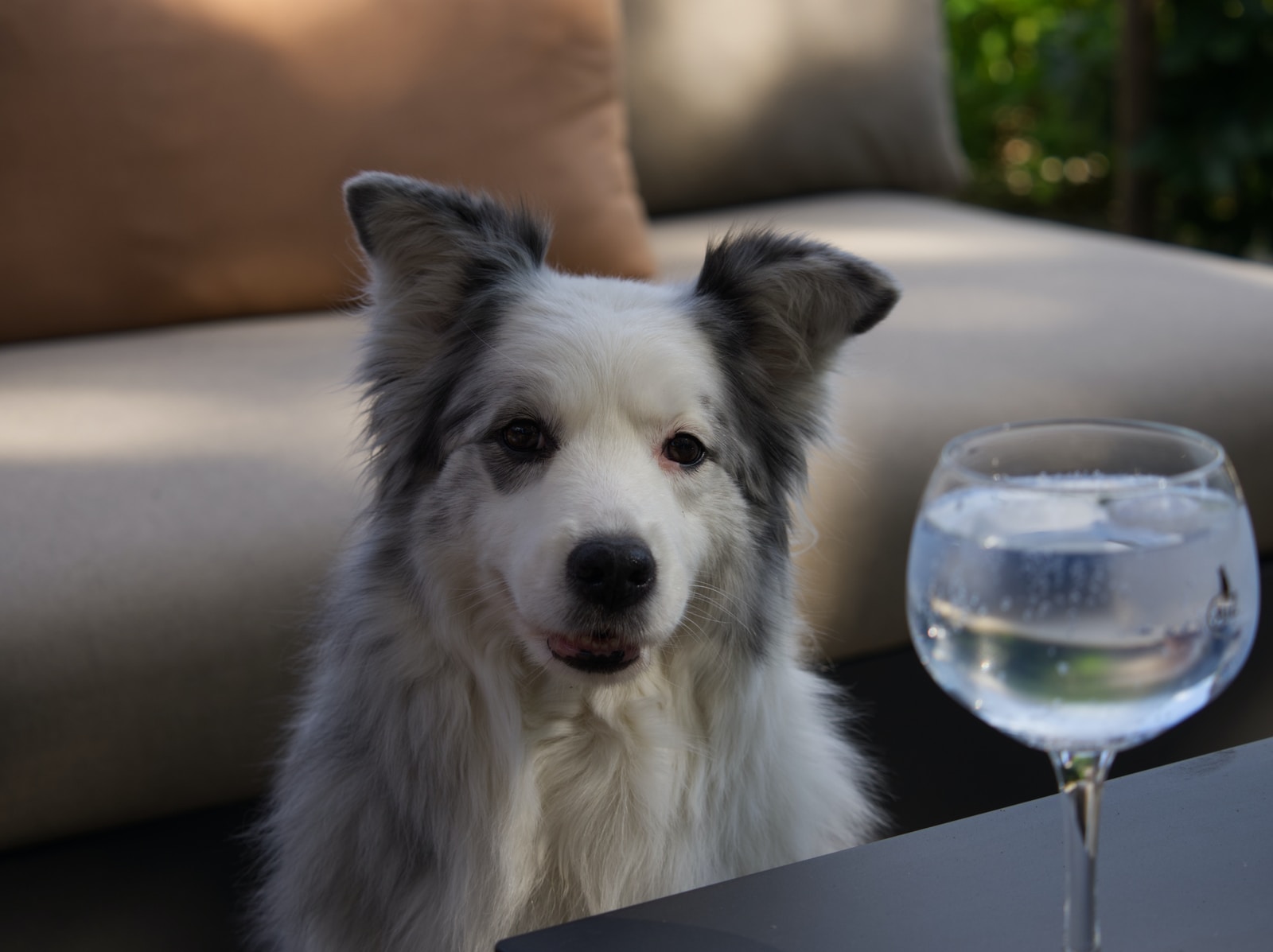 - ČasProŽeny.cz white dog in front of drinking glass filled water