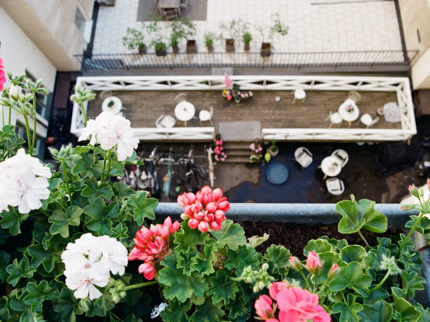 red and white flowers on black pot