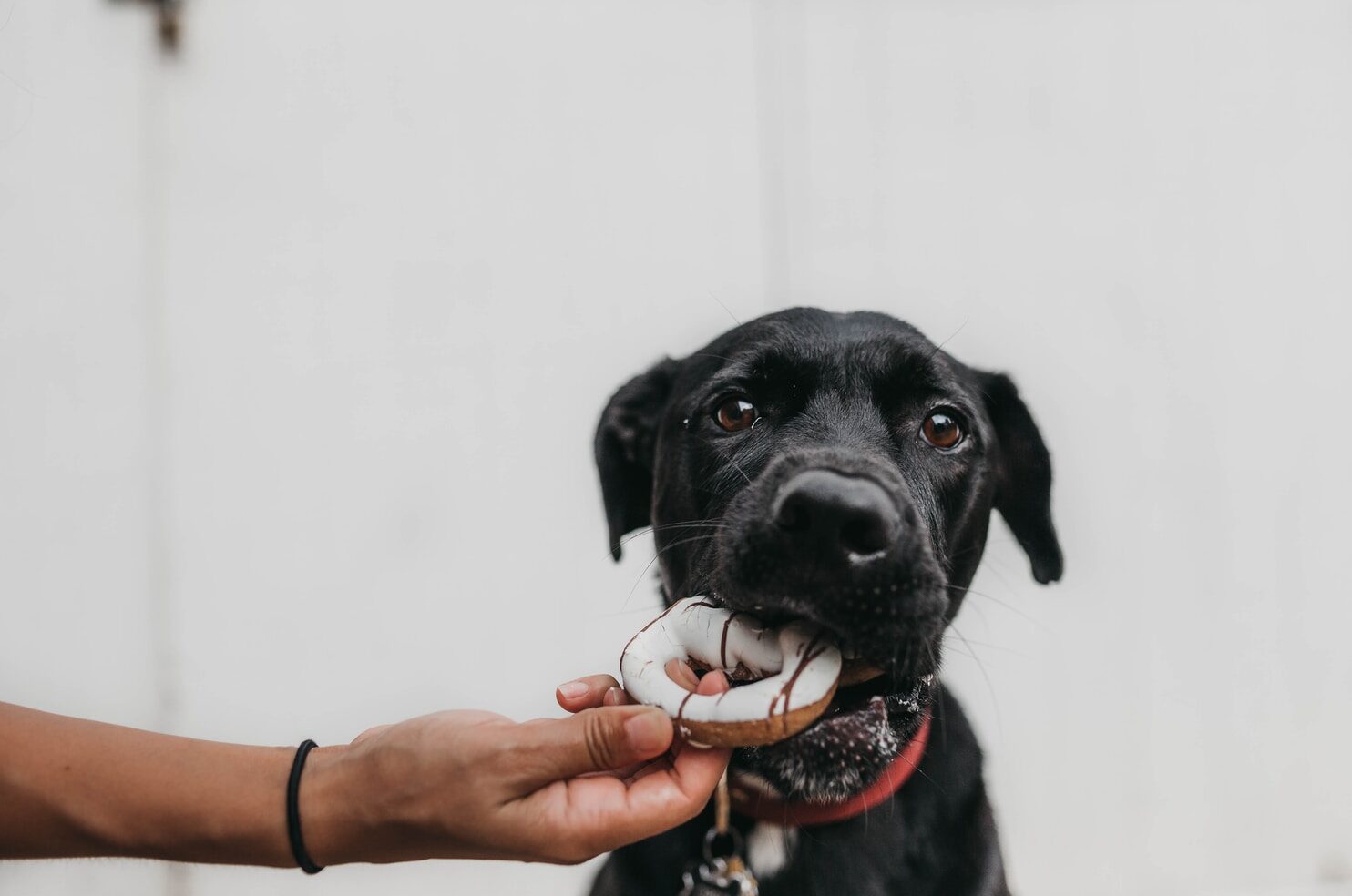?attachment_id=63575 - ČasProŽeny.cz puppy biting brown toy while person grabbing it