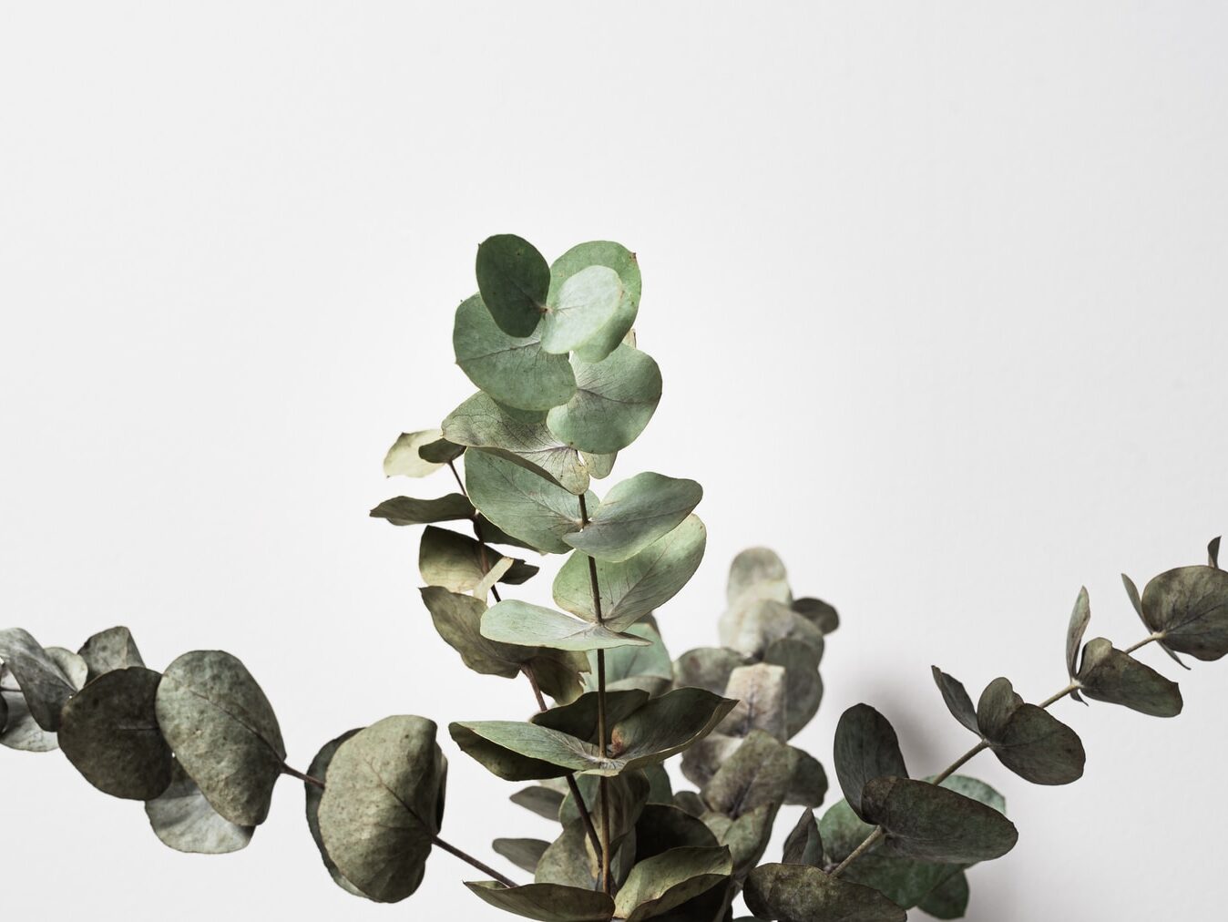 green plant on white background