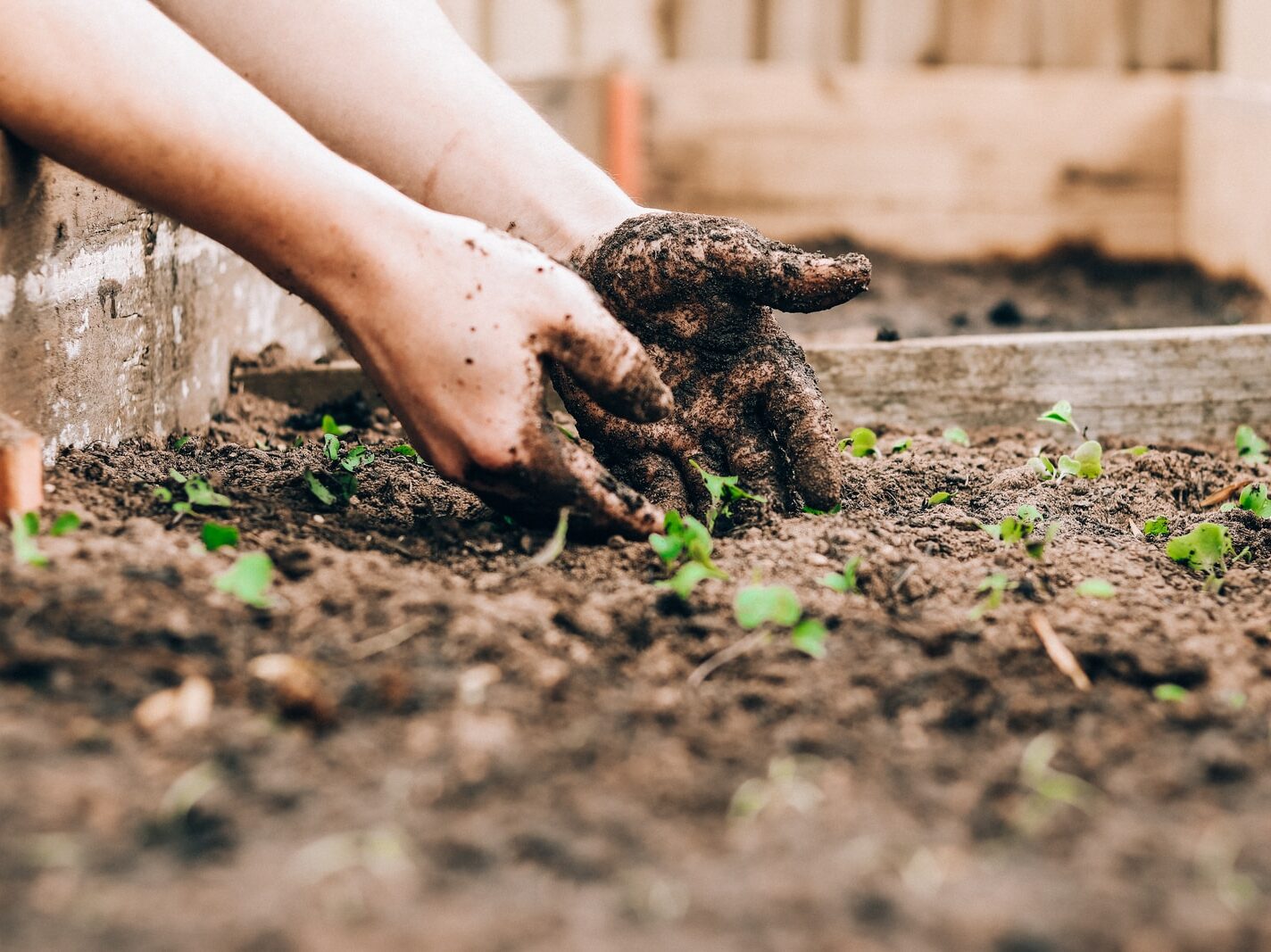 person holding brown and black frog