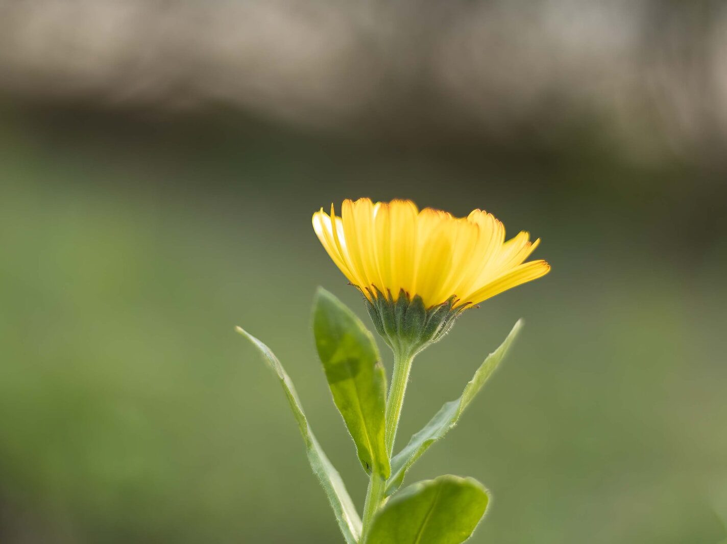 Tapan Kumar Choudhury