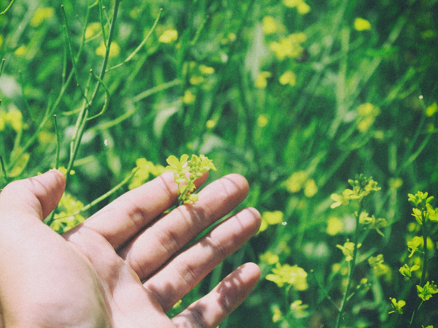shallow focus photography of person holding yellow flower plant