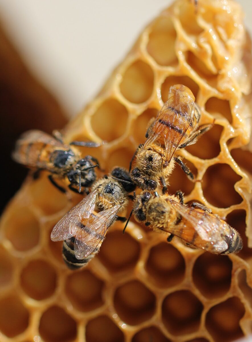 brown and black wasp on yellow surface