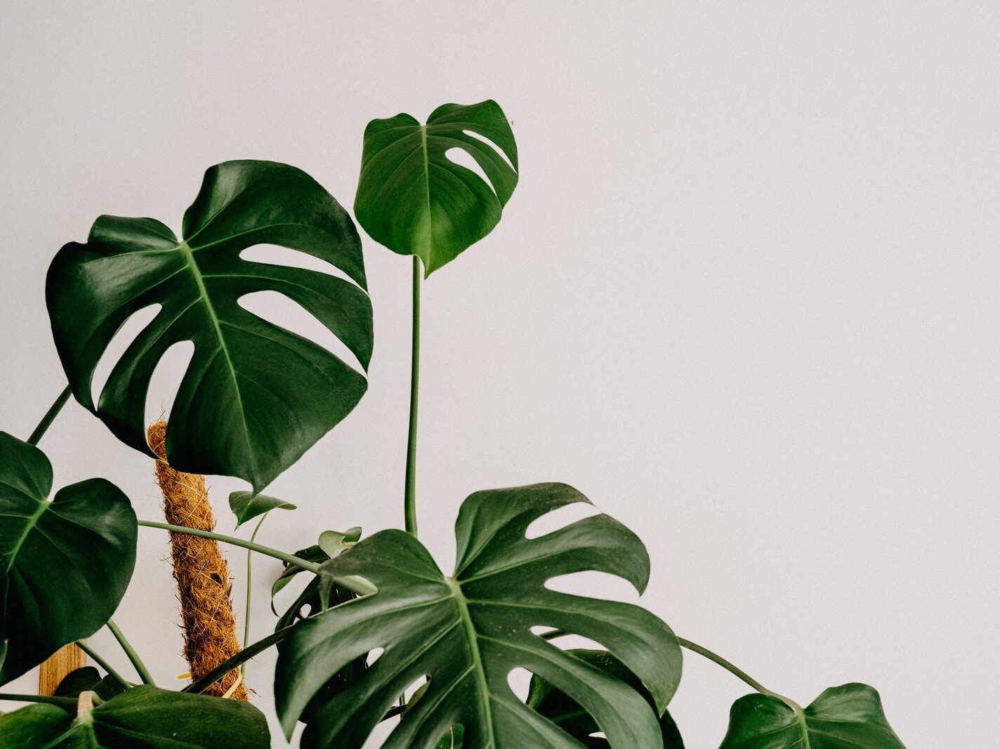 green leaves on brown wooden post