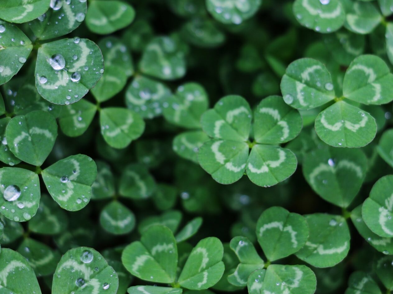 closeup photo of green plant