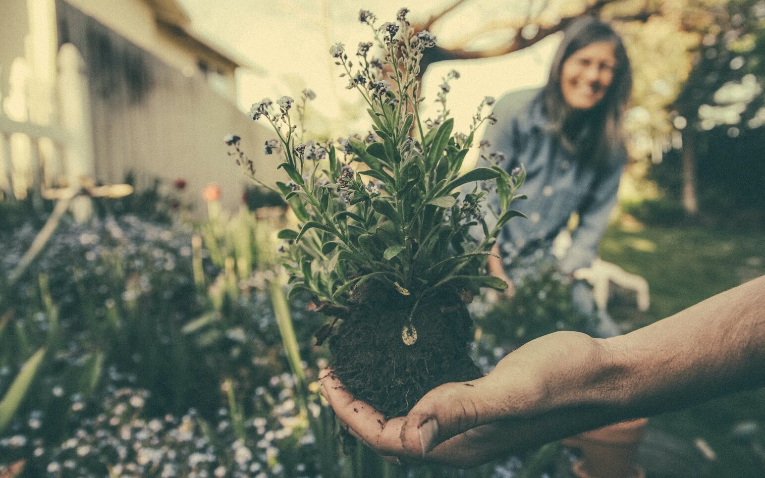 person showing green plant