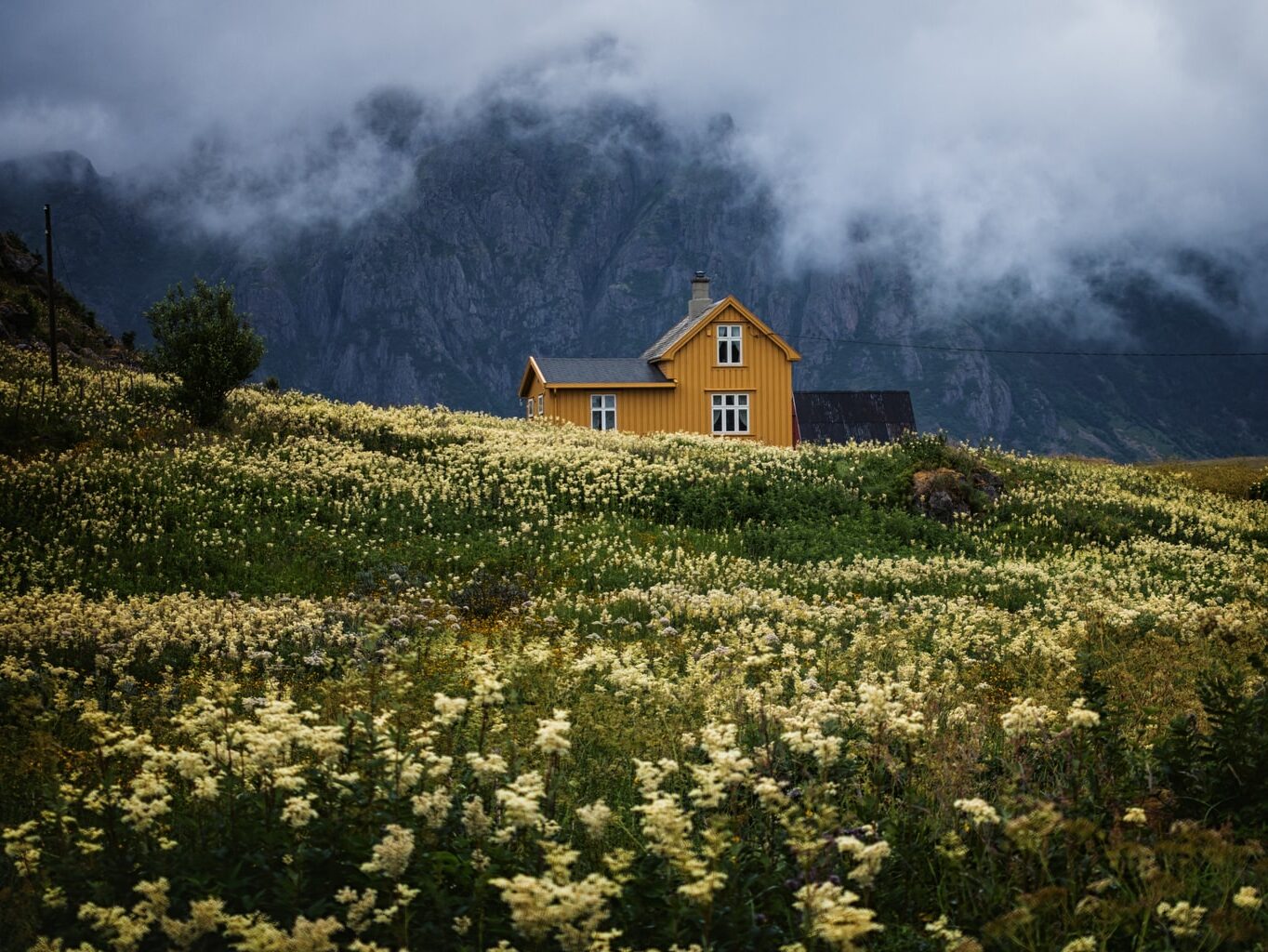 bed of yellow petaled flowewr
