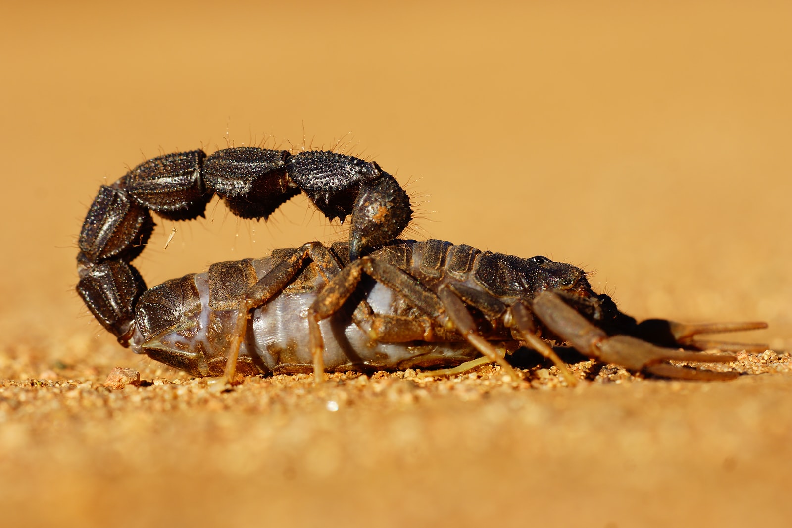 black and gray crab on brown sand
