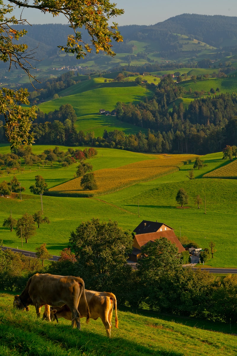 Ricardo Gomez Angel - ČasProŽeny.cz two brown cattle on grass field
