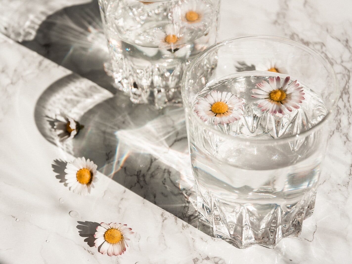 white daisy on clear glass cup