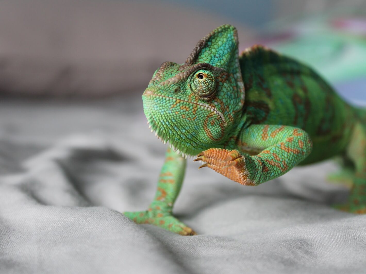 green chameleon lifting left leg