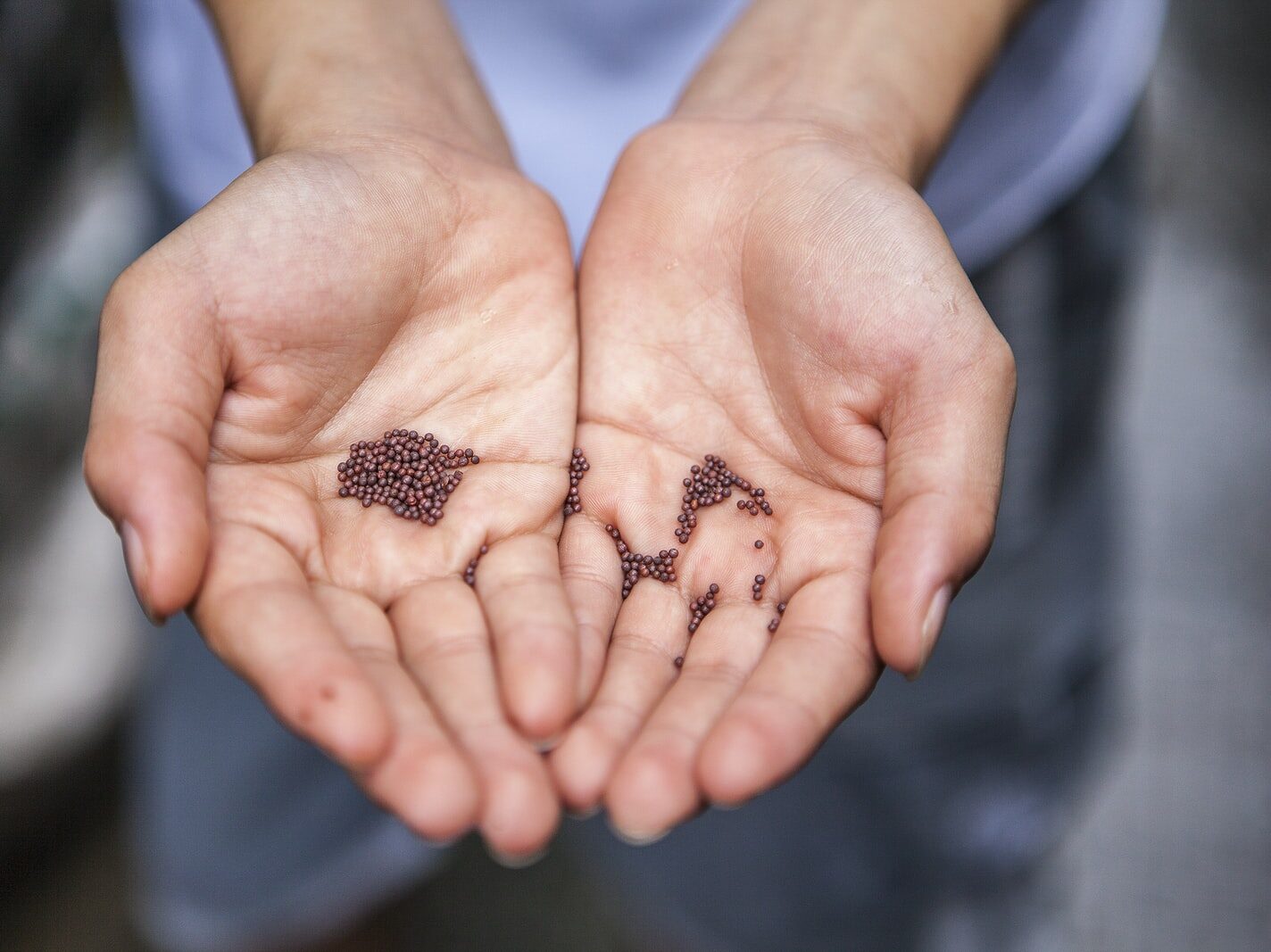 person holding small beans