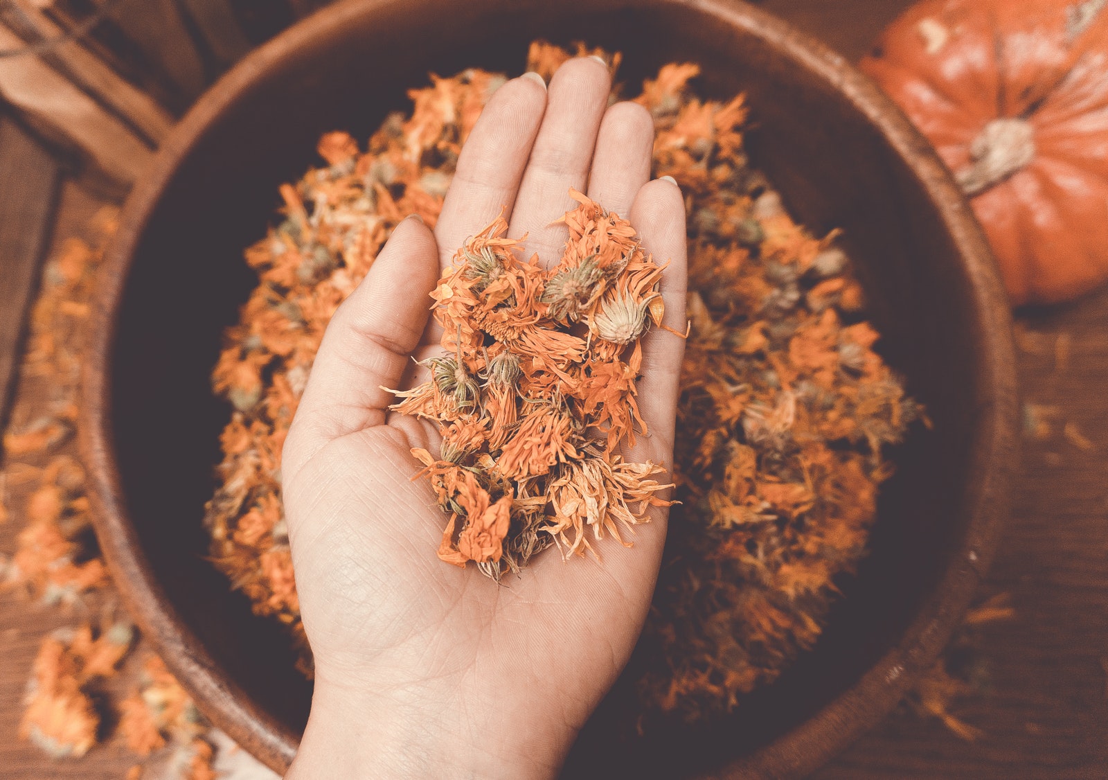 Dried Calendula Flowers on Persons Hand